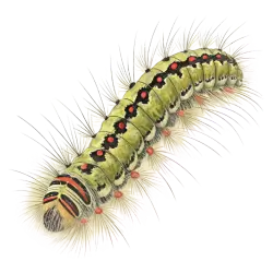 Imagen PNG para descargar